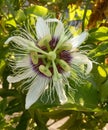 Passion fruit flower white & Purple real beautiful  flower Royalty Free Stock Photo