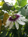 passion fruit flowers in the backyard Royalty Free Stock Photo