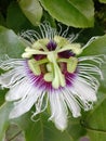 passion fruit flowers in bloom Royalty Free Stock Photo