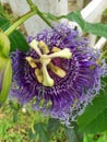 passion fruit flowers are blooming in the garden Royalty Free Stock Photo