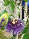 Passion fruit flowers are blooming in the garden Royalty Free Stock Photo