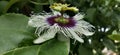 passion fruit flowers are blooming, looking very beautiful Royalty Free Stock Photo