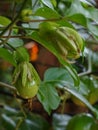 Passion fruit flowers form into fruit Royalty Free Stock Photo