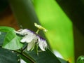 Passion fruit flowers are in full bloom Royalty Free Stock Photo