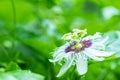 Passion fruit flowers, white and purple flowers with green leaves Royalty Free Stock Photo