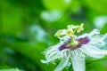 Passion fruit flowers, white and purple flowers with green leaves There is a fragrance in the organic garden Royalty Free Stock Photo