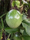 Passion fruit growing on the vine. Passiflora incarnata Royalty Free Stock Photo