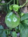 Passion fruit growing on the vine. Passiflora incarnata Royalty Free Stock Photo