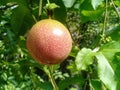 Passion Fruit harvest in home garden