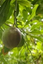 Passion fruit that looks fresh, unripe and still on the tree. Royalty Free Stock Photo