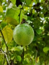 A passion fruit or markisa, not yet ripe. Royalty Free Stock Photo