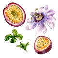 Passion fruit, mint leaves and flower watercolor illustration isolated on white. Royalty Free Stock Photo