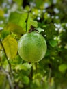 Passion fruit not ripe yet Royalty Free Stock Photo