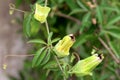 Passion fruit or Passiflora edulis plant with multiple closed flowers waiting to open and bloom surrounded with green leaves in