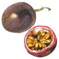 Passion fruit, passionfruit, maraquia, whole and half, slice, , watercolor illustration on white