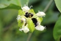 Passion Fruit Plant and Flower - Flowers of Matagalpa Nicaragua Royalty Free Stock Photo