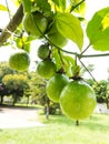 Passion fruit plant on hang wooden.