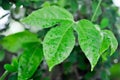 passion fruit plant, Passiflora edulis or Passionfruit or Maracuja leaf and rain drop Royalty Free Stock Photo