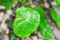 passion fruit plant, Passiflora edulis or Passionfruit or Maracuja leaf and rain drop Royalty Free Stock Photo