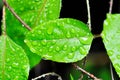 passion fruit plant, Passiflora edulis or Passionfruit or Maracuja leaf and rain drop Royalty Free Stock Photo