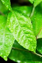 passion fruit plant, Passiflora edulis or Passionfruit or Maracuja leaf and rain drop Royalty Free Stock Photo