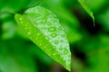 passion fruit plant, Passiflora edulis or Passionfruit or Maracuja and rain drop Royalty Free Stock Photo