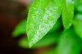 passion fruit plant, Passiflora edulis or Passionfruit or Maracuja and rain drop Royalty Free Stock Photo