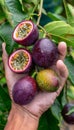 Passion fruit selection hand holding exotic fruit on blurred background with copy space Royalty Free Stock Photo