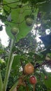 buah markisa or passiflora edulis or passion fruit is green and red, still unripe and on the tree