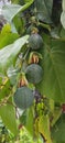 Passion fruit in tembagapura forest Royalty Free Stock Photo