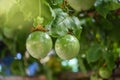 Passion fruit tree in the garden Royalty Free Stock Photo