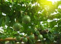 Passion fruit tree isolated  in the garden Royalty Free Stock Photo
