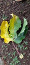 Passion fruit tree leaves that fall to the ground they wither have two colors, yellow and green lying on the ground