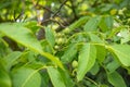 The passion fruit tree Royalty Free Stock Photo