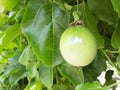 Passion fruit trees on a farm in Balamban, Cebu, Philippines Royalty Free Stock Photo