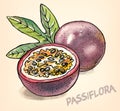 Passion fruit tropical vector picture hand drawn watercolor painting