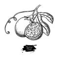 Passion fruit vector drawing. Hand drawn tropical food illustration. Engraved summer passionfruit.