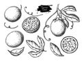 Passion fruit vector drawing set. Hand drawn tropical food illustration. Engraved summer passionfruit