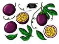 Passion fruit vector drawing set. Hand drawn tropical food illustration. Summer passionfruit objects. Royalty Free Stock Photo