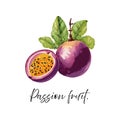Passion fruit vector illustration. Royalty Free Stock Photo