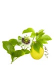 Passion Fruit on the vine Royalty Free Stock Photo