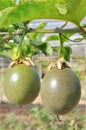 Passion fruit on the vine Royalty Free Stock Photo