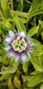 Passion Fruit on the Vine - Passiflora edulis Flower Royalty Free Stock Photo