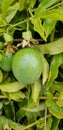 Passion Fruit on the Vine - Passiflora edulis Royalty Free Stock Photo