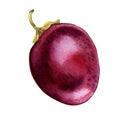 Passion fruit watercolor illustration isolated on white background. Royalty Free Stock Photo