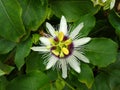 Passion fruit (Passiflora edulis) flower, green leafy background Royalty Free Stock Photo