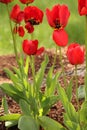 PASSION< LOVE< LUST< bright red tulips with one petal flapped open. standing tall (minus one petal) Royalty Free Stock Photo