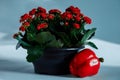 Passion pepper and Kalanchoe. Red pepper lies in a pot of Kalanchoe. Kalanchoe blooms in red flowers.