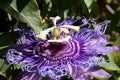 Passion Plant