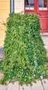 Passion plant as a climbing plant on an old house entrance